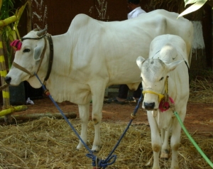 కనుమ రోజున పశువులను పూజించేది ఇందుకోసమే