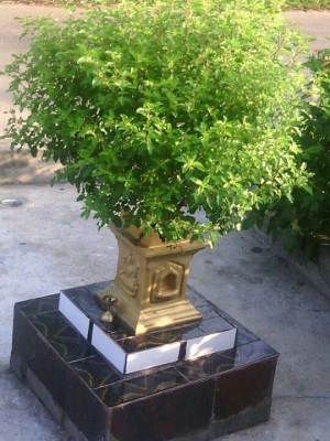 తులసి కోట తప్పనిసరిగా ఉండాలి