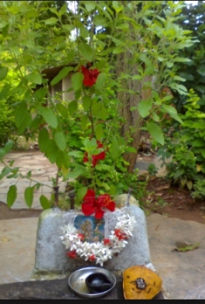 తులసి పూజా ఫలితం