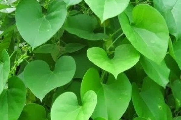 IISER Bhopal genome sequencing immune boosting herb Giloy(తిప్పతీగ)