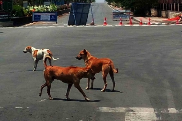 Pregnant woman fights stray dogs to save her 3 kids in UP