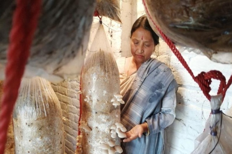 In Udhampur, one woman's success story in mushroom cultivation inspires others to follow suit