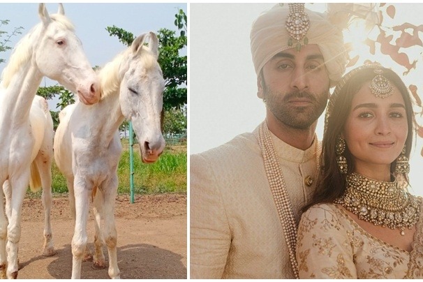 Animal welfare NGO names rescued stallion, mare after Ranbir, Alia