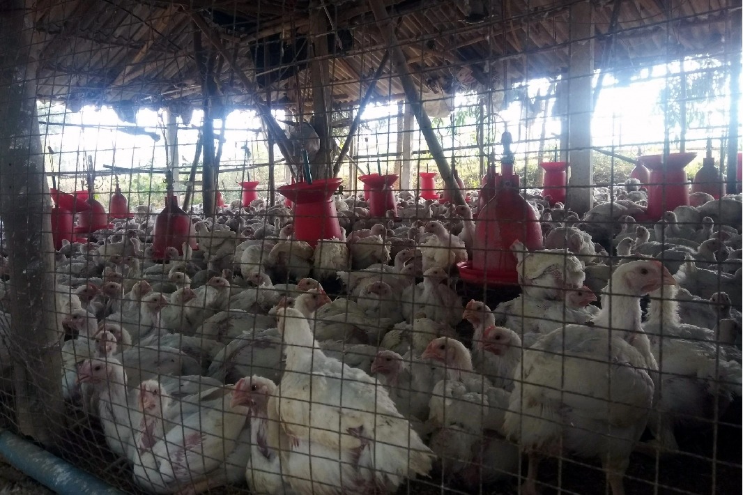 US confirms 1st human case of bird flu