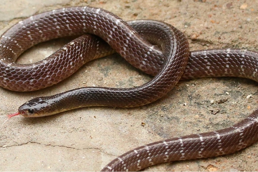 Snake bites woman, husband takes reptile also to hospital