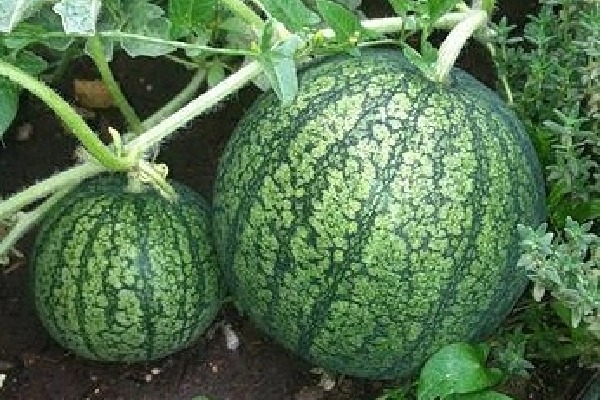 Chinese property developers accept peaches, watermelons, garlic as down payment for homes