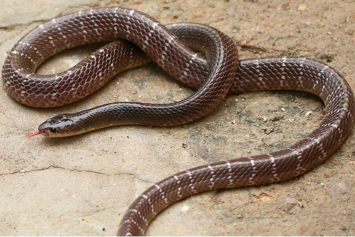 Bitten by snake, Bihar man captures and carries reptile to hospital