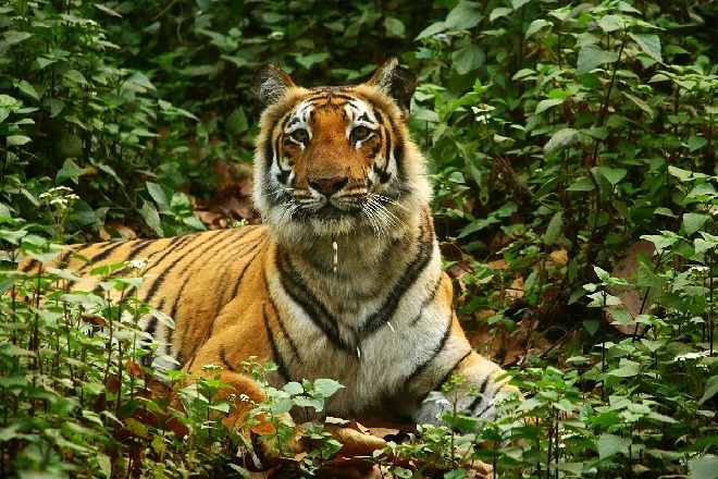PM lauds the efforts of tiger conservationists on the occasion of International Tiger Day