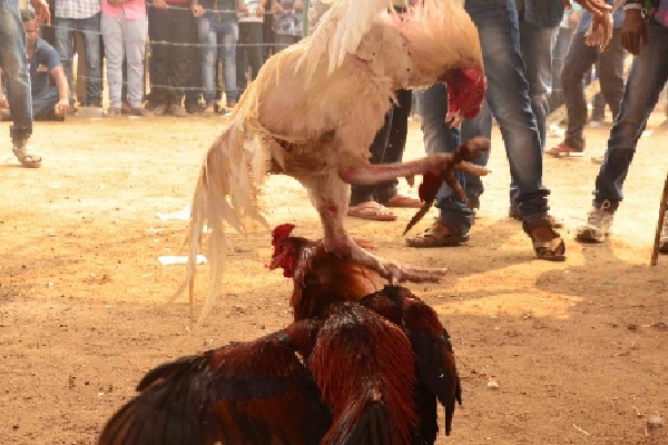 Crores change hands as cockfights go unchecked in Andhra