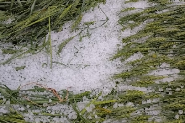 Unseasonal rains cause widespread crop loss in Telangana