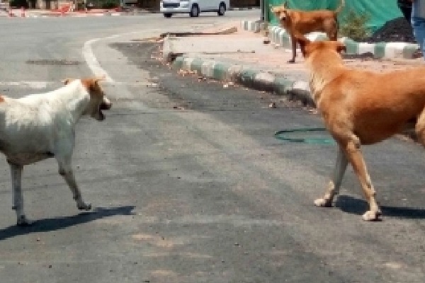 Additional Collector in T'gana becomes victim of stray dog menace