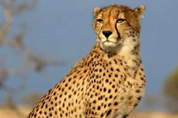 Second cheetah death at MP's Kuno within month raises questions over officials' efficiency