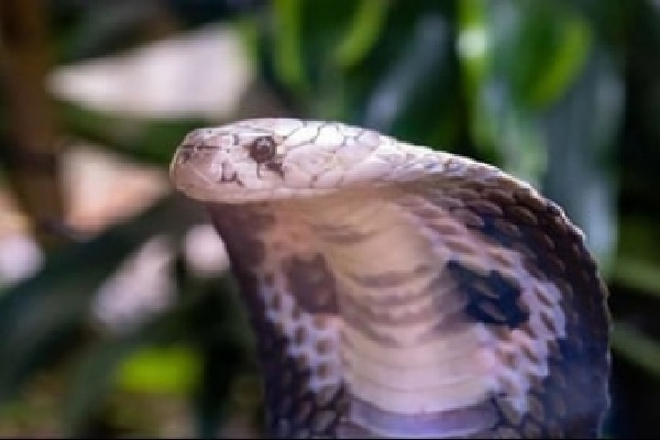 10 baby cobras found in surgical ward of Kerala govt hospital