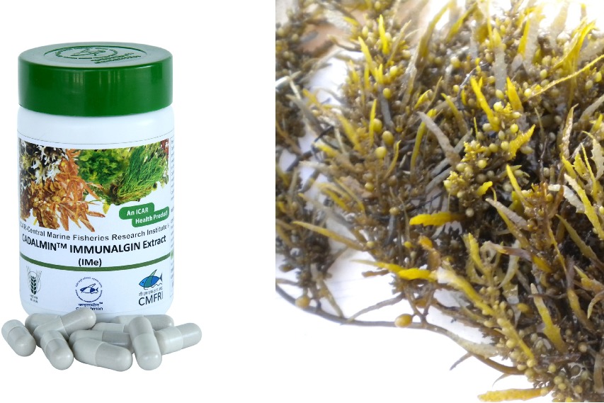 CMFRI develops antiviral product from seaweeds against delta variant of Covid