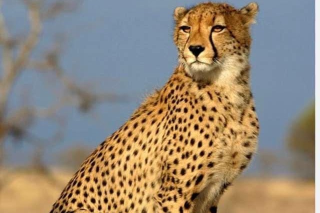 No cheetah in Kuno National Park died due to unnatural reasons: Tiger Conservation Authority to SC