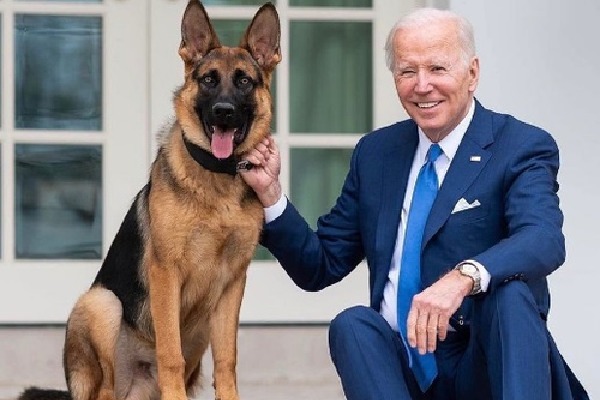 Biden's dog involved in more biting incidents at WH than reported: Report