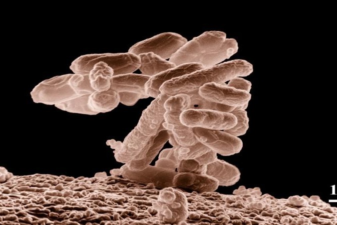 College cafeteria tables carry 60K times more bacteria than toilet
 seats: Study