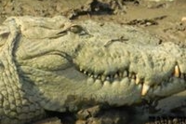 6-ft crocodile remains inside UP house for 3 hrs before rescued