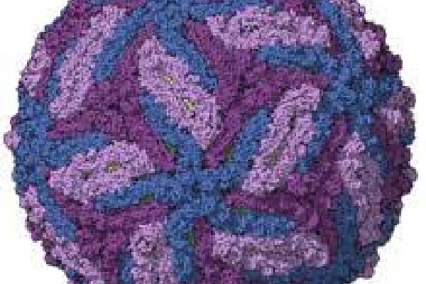 Zika virus found in Karnataka district, govt on high alert mode