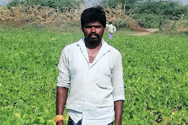 Chilli leaves a bad taste as losses mount for cultivators in Andhra Pradesh's Bandur