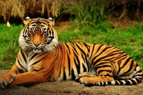 Search continues for missing tigers in T'gana forest amid poisoning scare