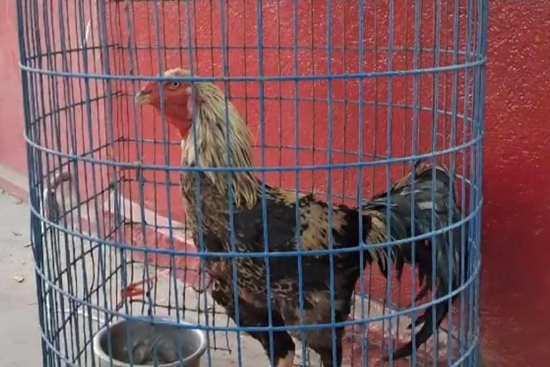 TSRTC cancels auction of rooster found on bus