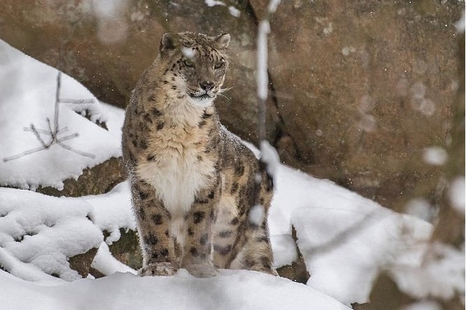 India home to 718 snow leopards; 241 caught on camera