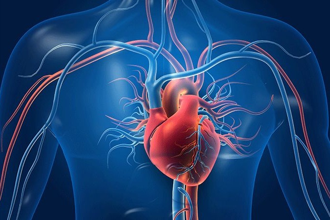 New heart treatment to help grow a replacement valve inside body