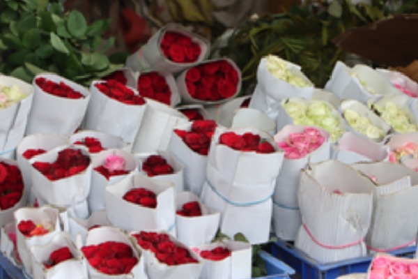 Nepal importing over 3 lakh roses from India for Valentine's Day