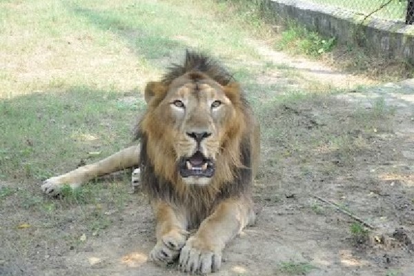 Man enters lion’s enclosure at Tirupati zoo, mauled to death