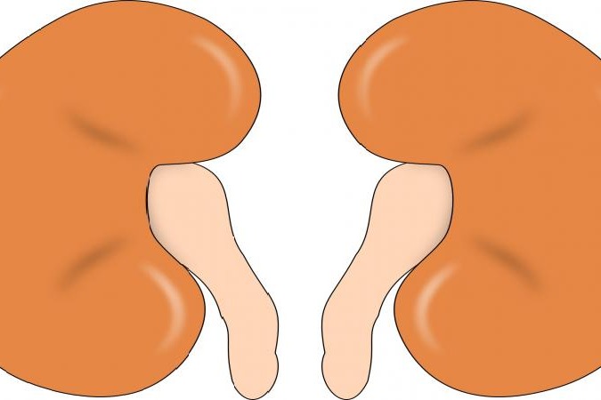 Harvested kidney transported to waiting recipient in Mohali in 10 minutes