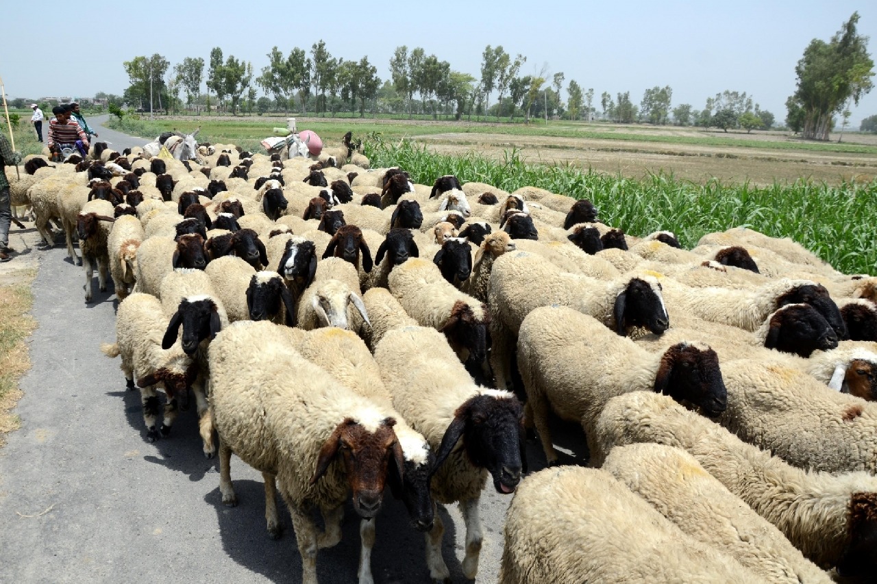 ED to also probe sheep distribution scam in Telangana