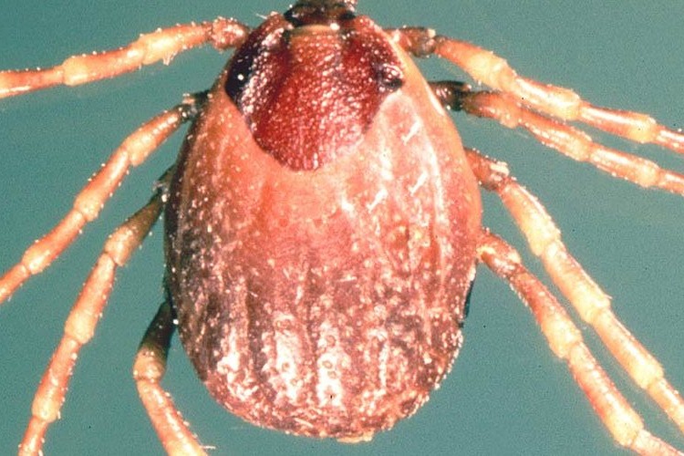 Docs call for more surveillance as Pak sees deadly tick-borne virus outbreak