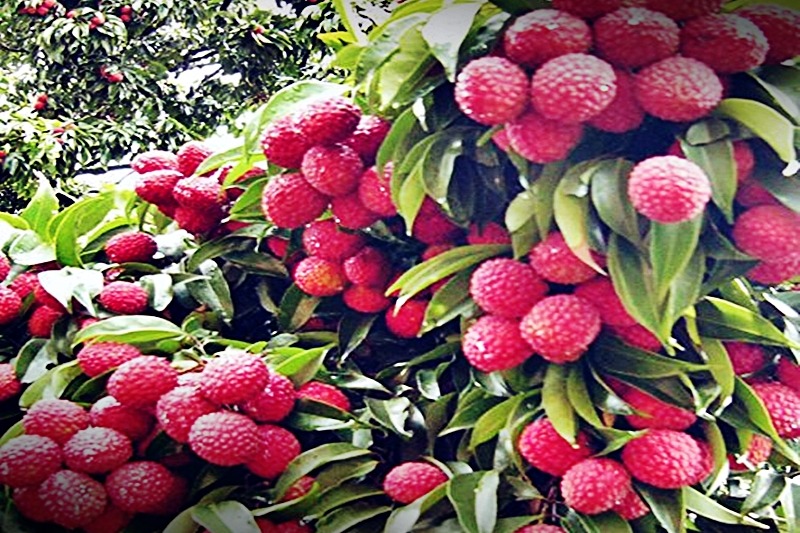 Punjab’s luscious litchis hit Britain markets