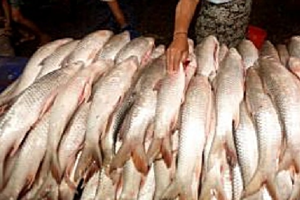 Eating fish laced with carcinogen formalin can damage your kidneys: Experts