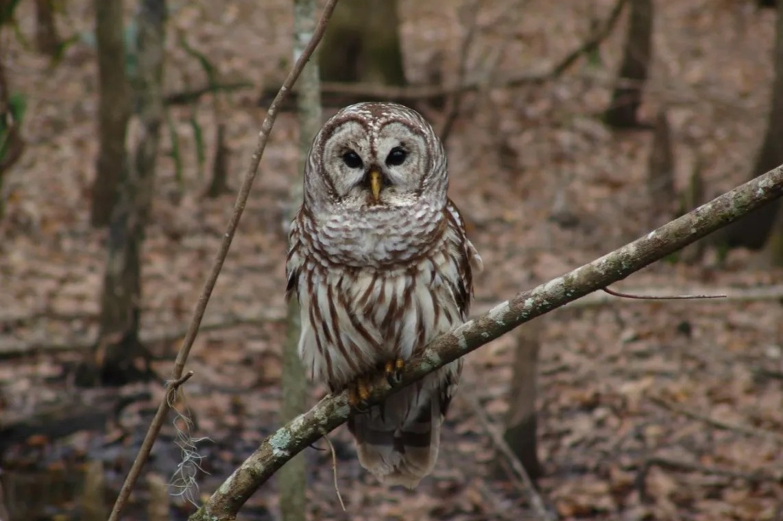 US wildlife officials finalise plan to kill nearly half million invasive barred owls amid controversy