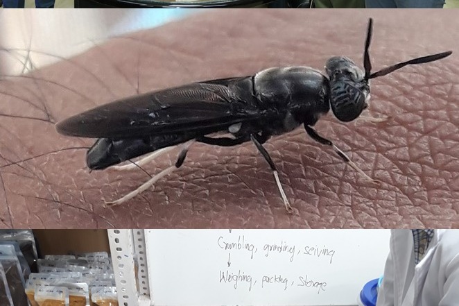 CMFRI develops eco-friendly fish feed using black soldier fly larvae