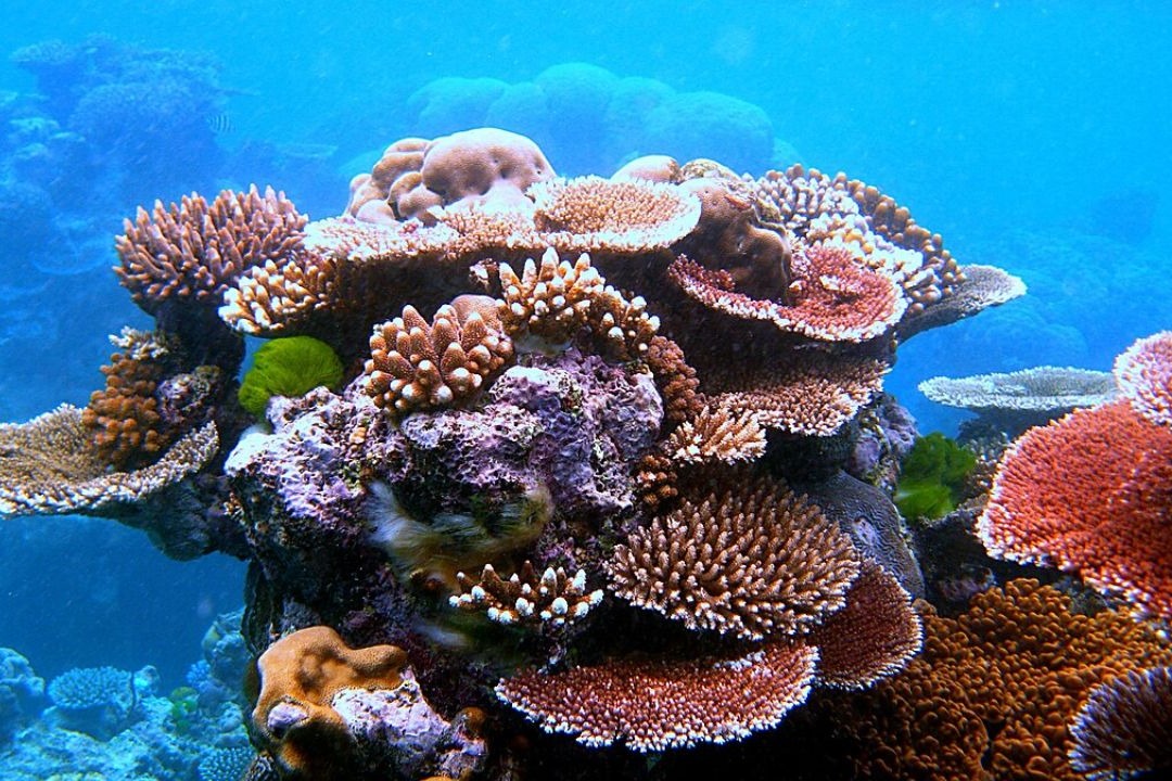 World's largest coral discovered in Pacific Ocean