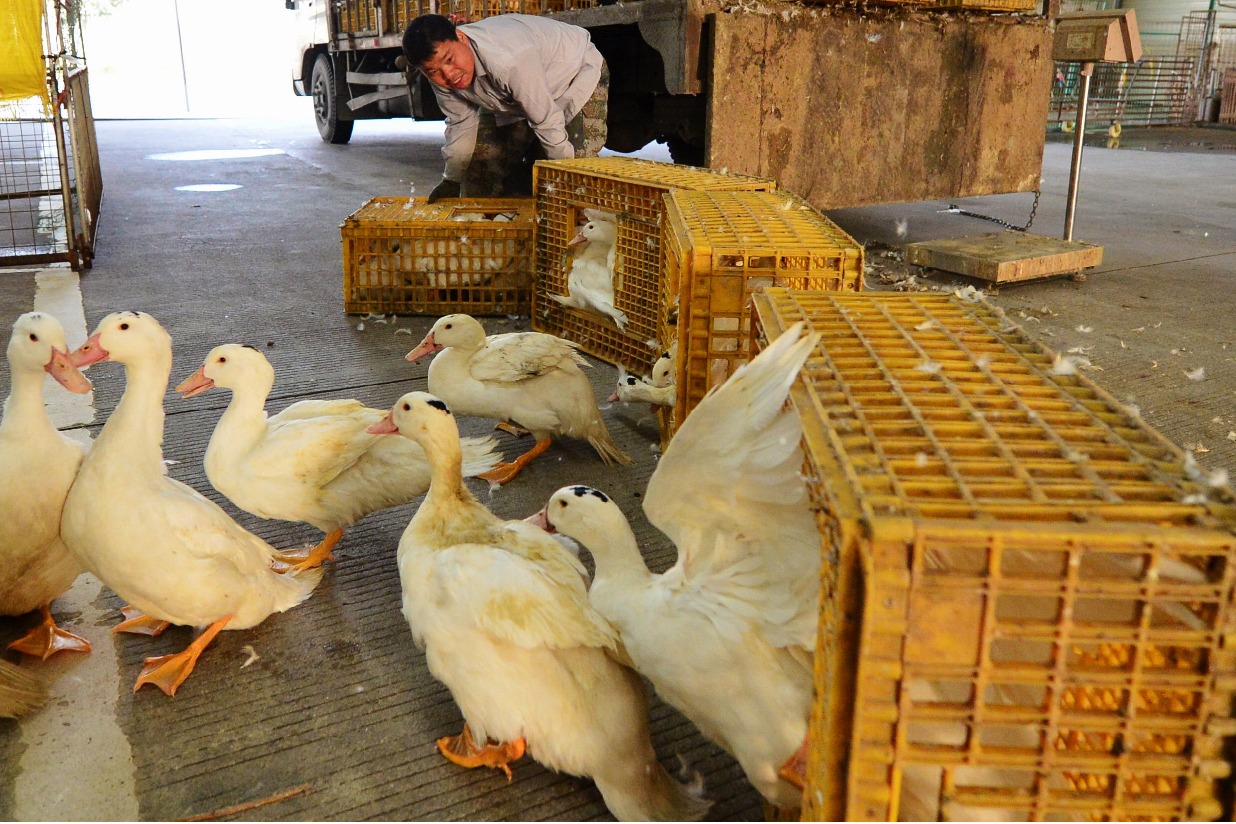 Japan's Saitama reports first bird flu outbreak this season