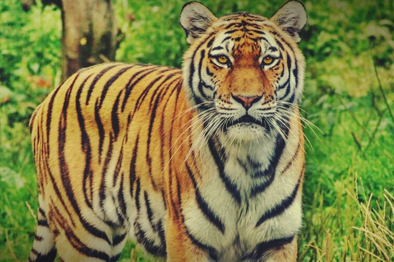 Royal Bengal tiger dies at Tirupati Zoo