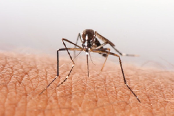 New vaccine offers high protection against malaria