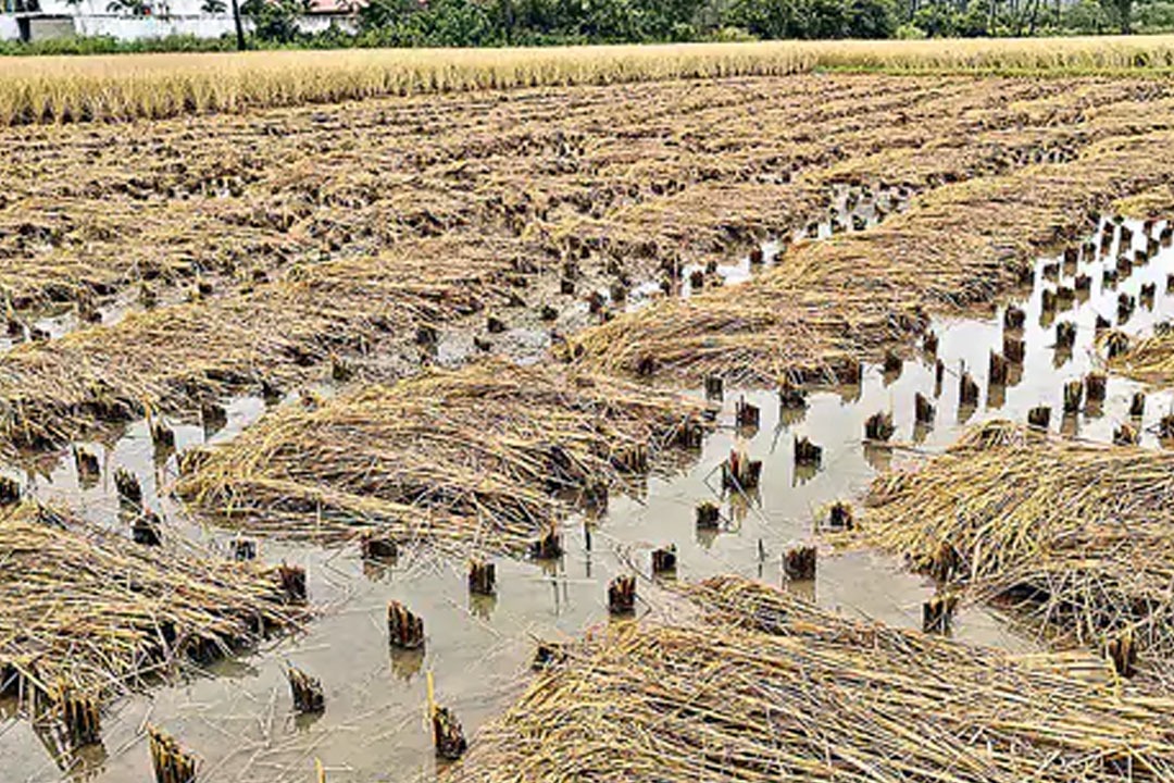 Heavy Rains Submerge Farmlands in North Andhra, Farmers Devastated