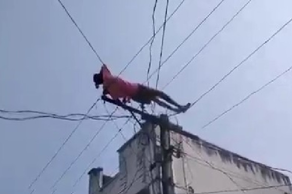 Drunk man climbs electric pole, lies down on wires in Andhra Pradesh