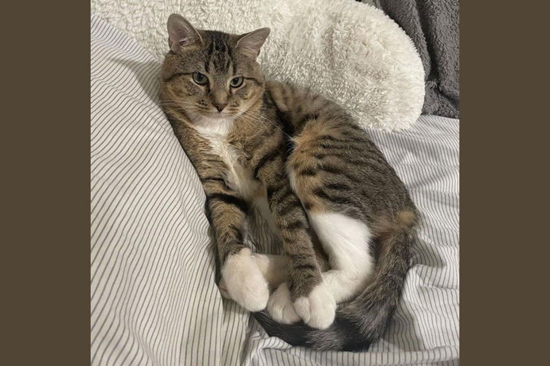 Human Metapneumovirus and Cat Virus Stir Panic in China