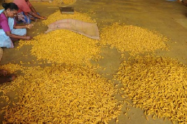 Telangana Receives Sankranti Gift: Union Minister Piyush Goyal to Inaugurate National Turmeric Board Today