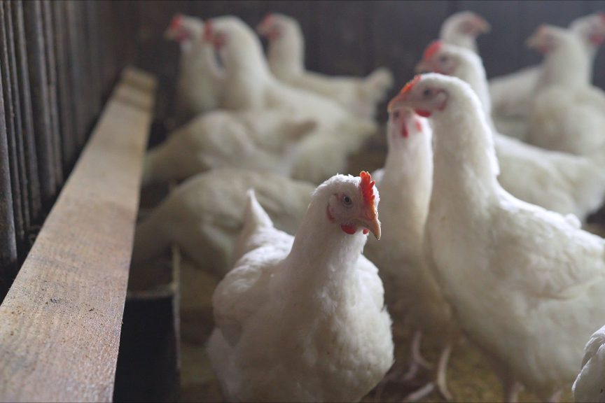 Telangana turns back poultry vehicles coming from Andhra due to bird flu