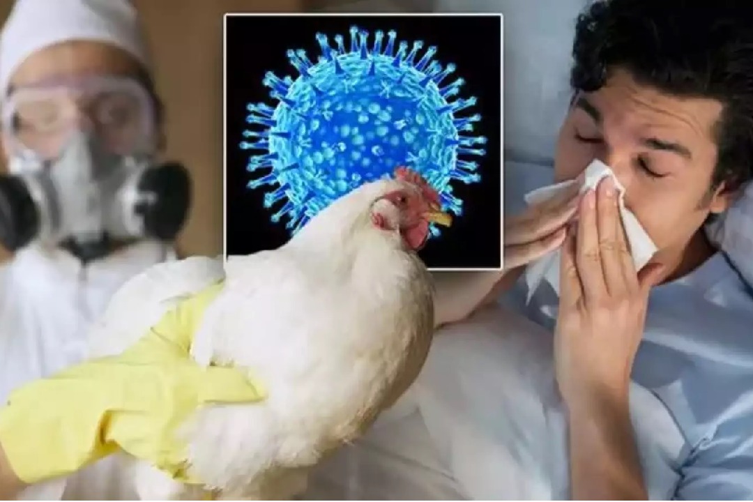 Eluru Reports First Bird Flu Case in a Human; Health Officials on Alert