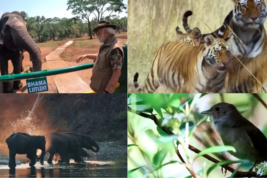 Let's safeguard species' future for generations to come: PM Modi on World Wildlife Day