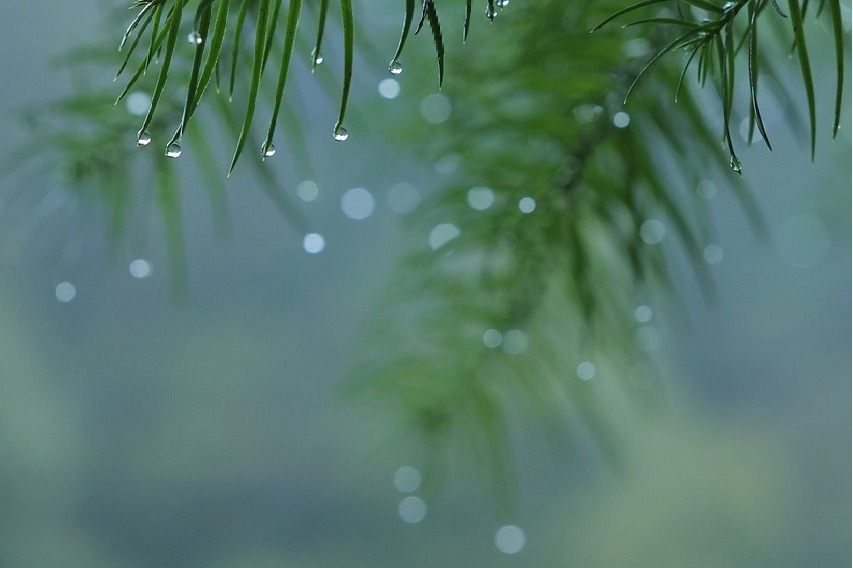 Unseasonal rain cause huge crop loss in Telangana