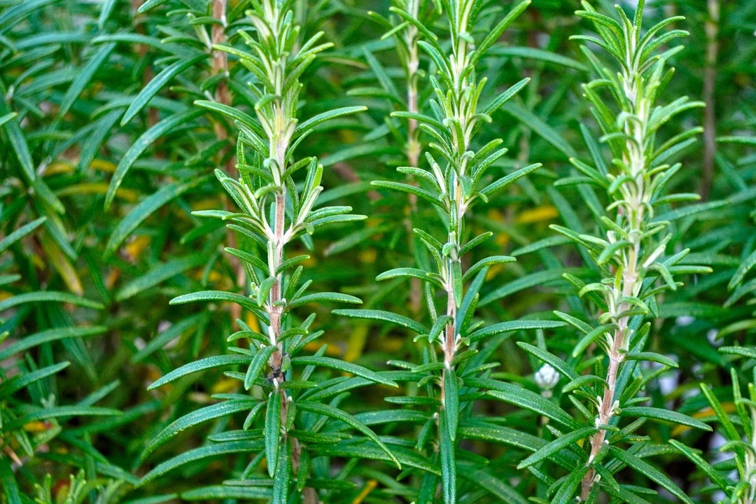 Secret Herb That Could Transform Your Hair Overnight!